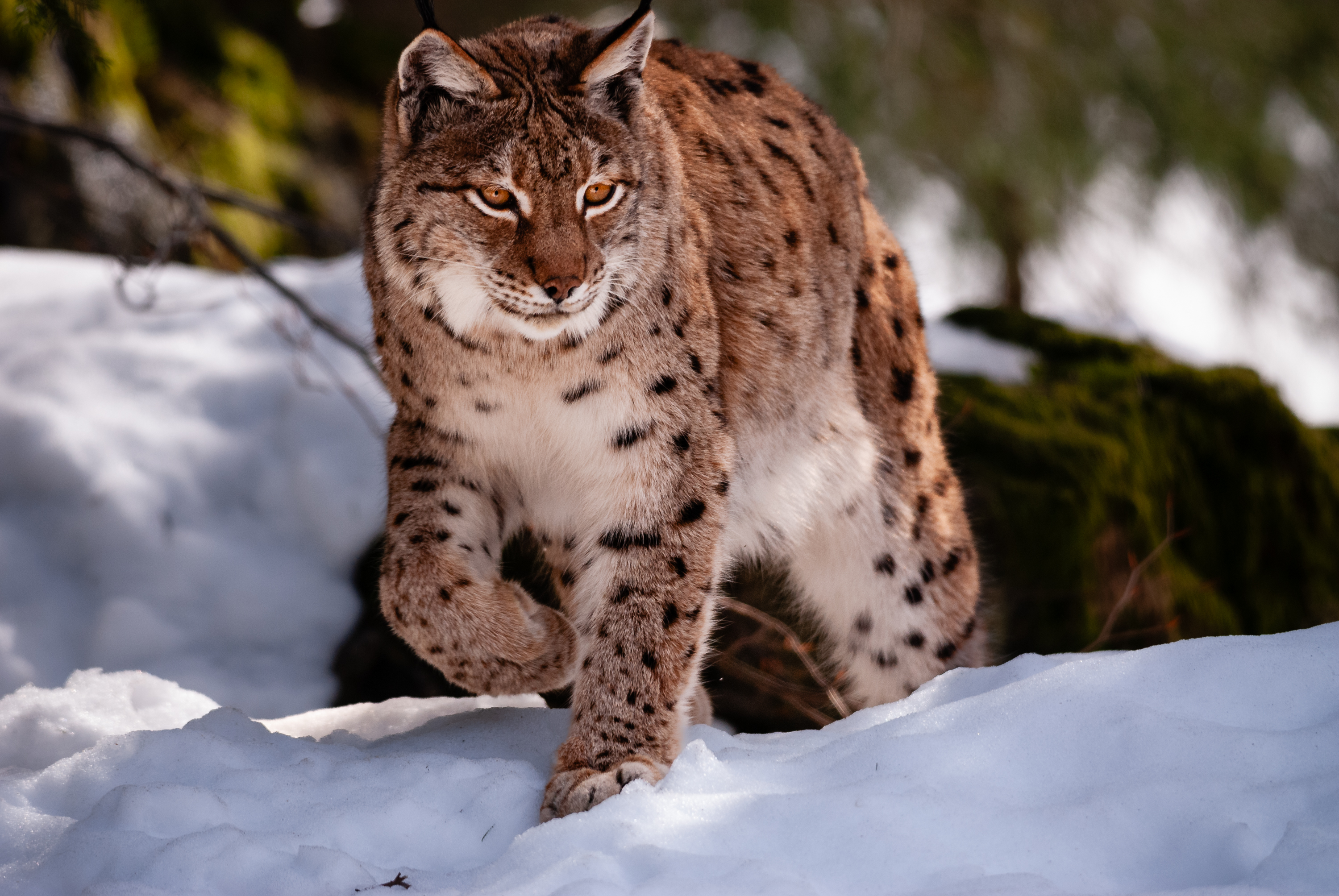 Junger Luchs